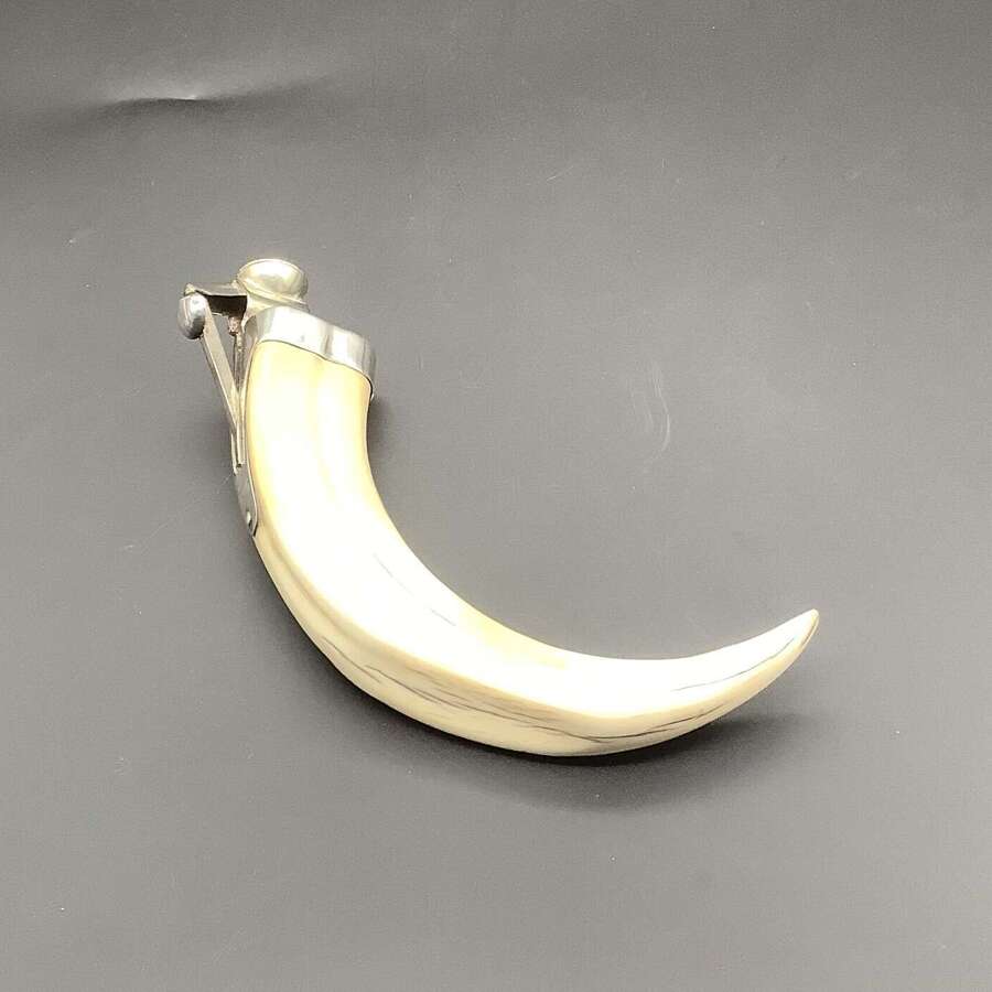 Antique Boar&rsquo;s Tusk Cigar Cutter &ndash; Circa 1900 &ndash; Silver Mount Stamped 925