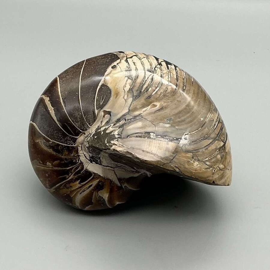 Large Polished Ammonite / Nautilus Fossil &ndash; Madagascar